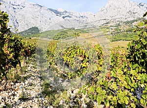 Grapes in a vineyard near Baska Voda and Brela