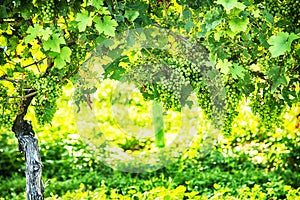 Grapes in a vineyard on Niagara on the Lake, Canada