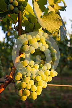 Grapes at vineyard in Pfalz, Germany