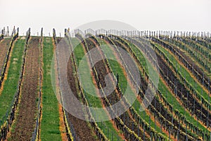 Grapes, vineyard Satov, South Moravia, Czech republic