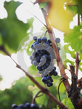 Grapes on a vineyard in Southern France