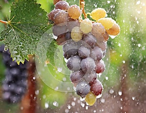 Grapes in vineyard on summer rain. Generated with AI