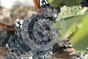 Grapes in Vineyard in Summer Time Bozcaada Canakkale Turkey 2017