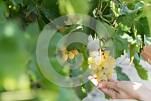 Grapes in Vineyard in Summer Time Bozcaada Canakkale Turkey 2017