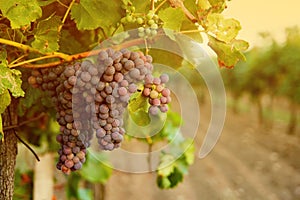 Grapes in vineyard sunset