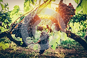 Grapes in vineyard. Tuscany, Italy