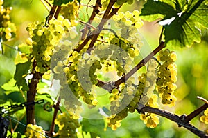 Grapes in the vineyard photo
