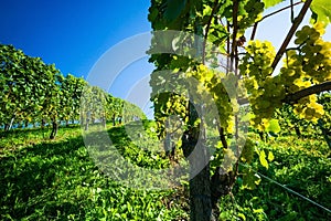 Grapes in the vineyard photo