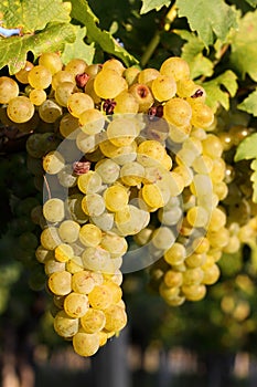 Grapes in the vineyards