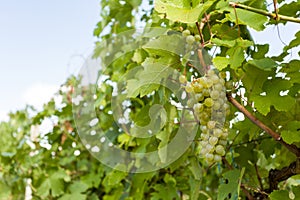 Grapes on Vineyards under Palava. Czech Republic