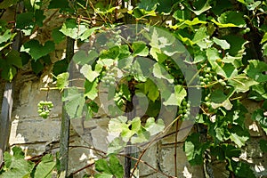 Grapes, Vitis vinifera, growing in July in Sanssouci Park. Potsdam, Germany