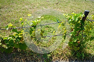 Grapes, Vitis vinifera, growing in July in Sanssouci Park. Potsdam, Germany