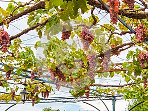 Grapes vitis vinifera ripe autumn  in greece