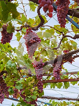 Grapes vitis vinifera ripe autumn  in greece