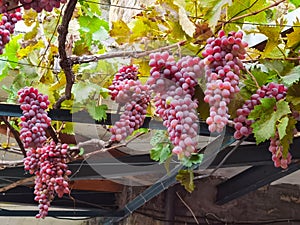 Grapes vitis vinifera ripe autumn  in greece