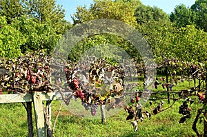 Grapes in vivid grass land