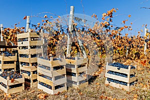 Grapes in Waiting A Crate Filled with Dark Delights