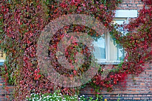 Grapes on the wall of the house. Autumn landscape of grapes with red leaves around the Windows