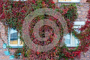 Grapes on the wall of the house. Autumn landscape of grapes with red leaves around the Windows