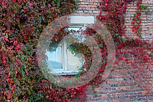 Grapes on the wall of the house. Autumn landscape of grapes with red leaves around the Windows