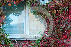 Grapes on the wall of the house. Autumn landscape of grapes with red leaves around the Windows