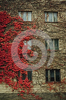 Grapes on the wall of the house. Autumn landscape of grapes with red leaves around the windows