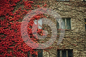 Grapes on the wall of the house. Autumn landscape of grapes with red leaves around the windows