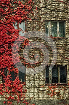 Grapes on the wall of the house. Autumn landscape of grapes with red leaves around the windows