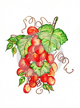 Grapes Watercolor