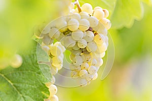 Grapes of white wine in the sun