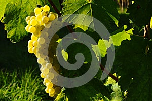 Grapes of White Wine in a Wineyards in autumn in Tuscany, Chianti, Italy