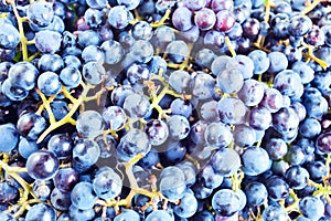 Grapes for wine manufacturing.