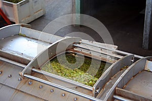 Grapes in Wine Press