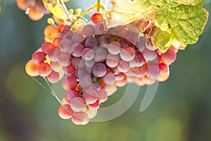 Grapes of wine in a sunny vineyard