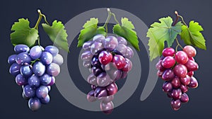 Grapes for wine img