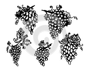 Grapes Wine and vine hand drown illustration sketch vector