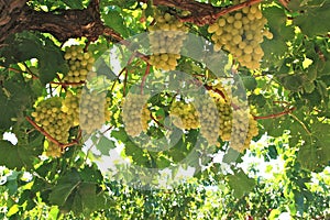 Grapes in wine yard