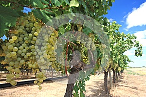 Grapes in wine yard