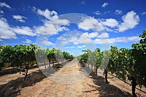 Grapes in wine yard