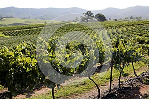 Grapes in wine yard