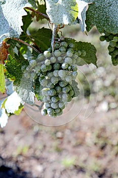 Grapes in wine yard
