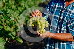 Grapes Wineries. Picking white Wine Grapes During Harvest In Italy.