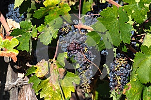 Grapes in wineyard, Napa Valley, California, USA