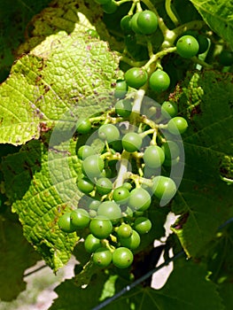 Grapes in a wineyard in New Zealand