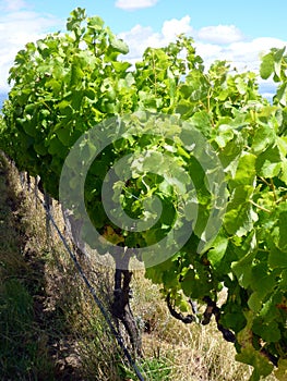 Grapes in a wineyard in New Zealand