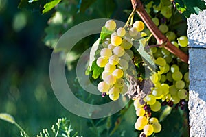 Grapes yellow and green leaves fresh