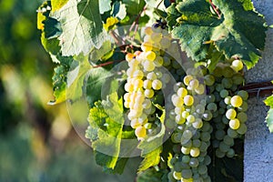 Grapes yellow and green leaves fresh