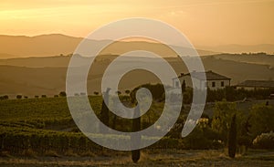 Grapesvine at sunset