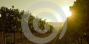 Grapesvine at sunset