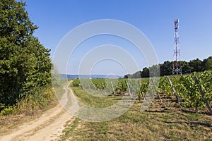 Grapevine, access road, and forest  